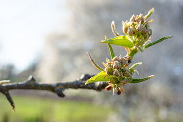 First spring pear buds