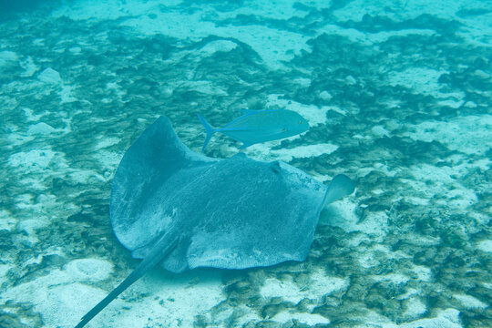 raie pastenague et carangue bleue dans le lagon de moorea - polynesie francaise.