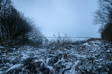 landscape with snow covered trees