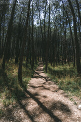 bosque con arboles altos, rayos de luz filtrándose. Bosque misterioso. Arboleda, Arboles con enredaderas.