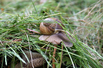Big snail in shell crawling on fresh grass in the summer forest wirh selective nature background. Closeup of a garden snail in shell crowling on the green grass in sunlight. edible snail or escargot.