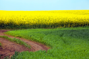 Abstract image of a rape flowers field