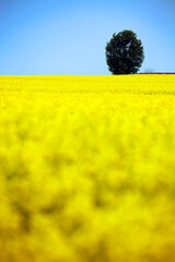 Abstract image of a rape flowers field