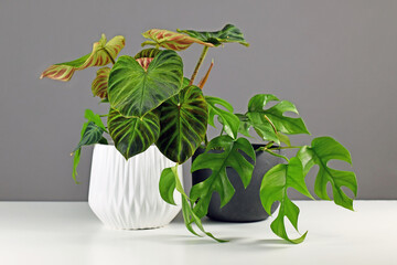 Tropical 'Philodendron Verrucosum' and 'Rhaphidophora Tetrasperma' houseplants in beautiful flower pots on white table