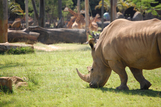 Southern White Rhinoceros (rhino)