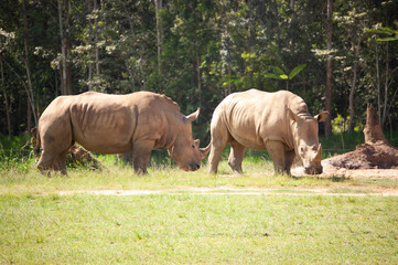 Fototapeta premium Southern white rhinoceros (rhino)