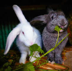 cute bunny rabbits eating vine in their cage at village farm © Olesia Bilkei