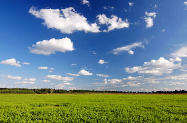 Green meadow with forest horizon and cloudy sky. Green meadow grass. Sky horizon. Overcast sky. Forest trees. Sunlight. Summer clear day. Beautiful landscape. Travel business. Outdoors.