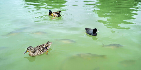 Enten