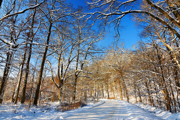 Winter road landscape, winter alley in the winter city park in sunny winter day. Snowy winter scene, winter trees in the winter park, winter sunny landscape. Winter snowy background, winter park scene