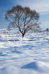 Lonely tree in winter sunny landscape