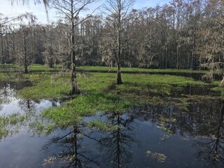 flooded forest in Florida 