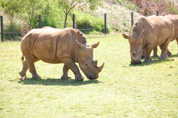 Southern white rhinoceros (rhino)