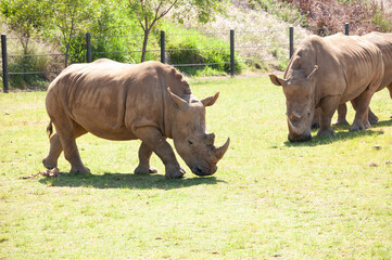 Obraz premium Southern white rhinoceros (rhino)