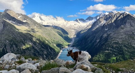 Fototapeta na wymiar A goat next to Olperer hut with views of Alpine lake Schlegeis in the valley Zillertal, Austrian Alps