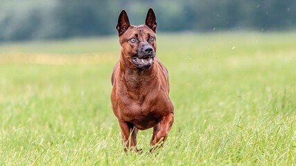 Thai Ridgeback running in the field on lure coursing competition