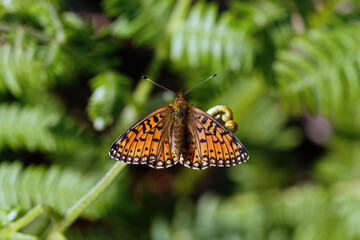 A Small Pearl-bordered Fritillary resting on a Bracken Fiddlehead.