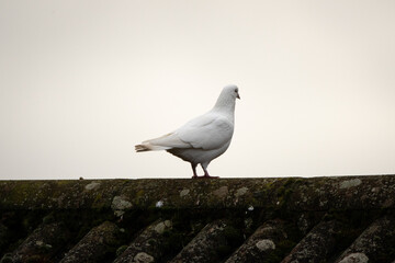 A sleepy single white dove, facing away from the camera, perched on a roof.