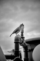 Thrush bird, perched on hydraulic installation pipes, cloudy sky and water tank in the background, in black and white