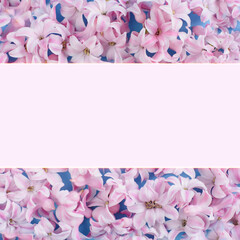 Flowers composition made of Hyacinth Pink flowers on blue background frame place for text. Easter, spring, summer, Valentines day. Flat lay, top view, copy space.