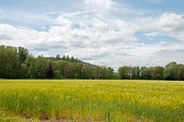 Summertime trees and crops in the fields.