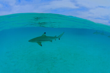 Fototapeta premium lagon translucide de moorea avec un requin pointe noire - polynesie francaise