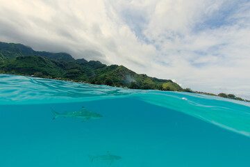 Fototapeta premium lagon translucide de moorea avec un requin pointe noire - polynesie francaise