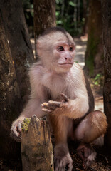 Capuchin monkey in Mocagua, Amazonas, Colombia
