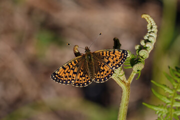 A Small Pearl-bordered Fritillary basking on a Bracken Fiddlehead.