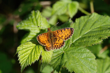 A Small Pearl-bordered Fritillary resting on Bramble leaves.