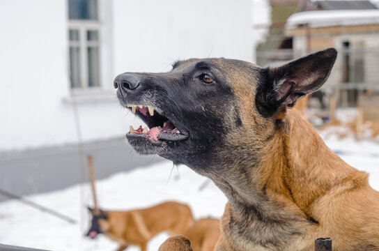 dog baying in the backyard, protecting his home