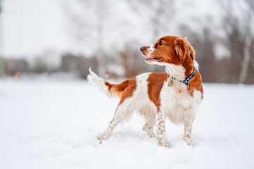 Adorable welsh springer spaniel dog breed in snowy forest in winter.