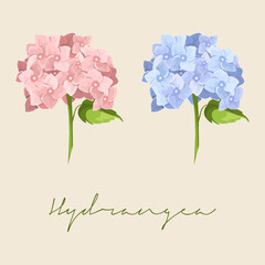 Set of Different blue and pink Hydrangea macrophylla, Hydrangea Flower Botanical Colourful vector illustration