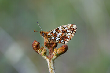 A Small Pearl-bordered Fritillary resting on a Bracken Fiddlehead.