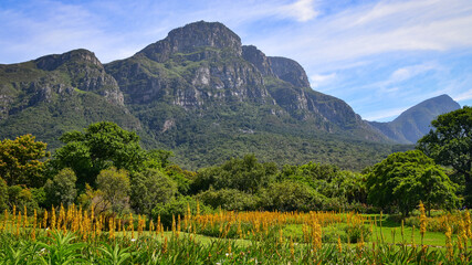 Fototapeta premium Kirstenbosch botanical garden at the foot of Table Mountain panorama landscape, Cape Town, South Africa