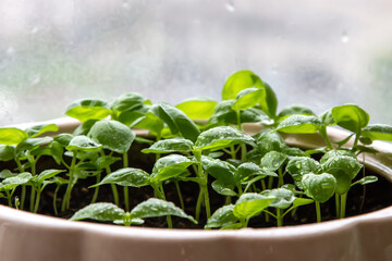 Plant growing at home.