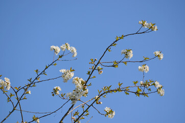 branch of a blossoming tree