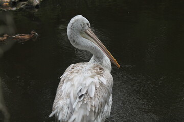 pelican
