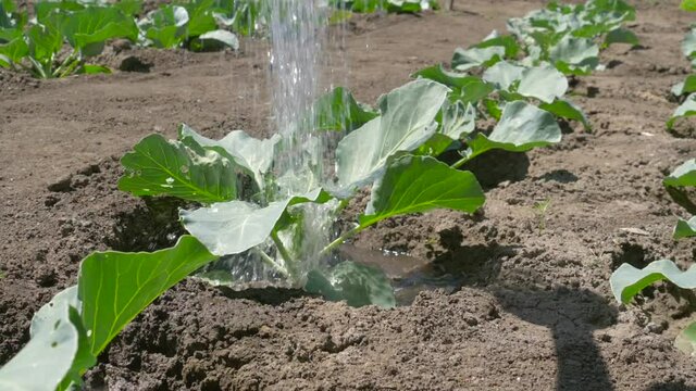 Watering from a watering can of young cabbage plant in the garden bed. Fresh, young cabbage leaves close-up. Concept of organic farming and the spring planting, care, protection of Earth environment.
