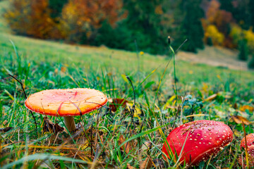 Beautiful mushrooms in a meadow in a dense forest in the Carpathian mountains