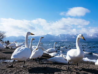 屈斜路湖の白鳥 
