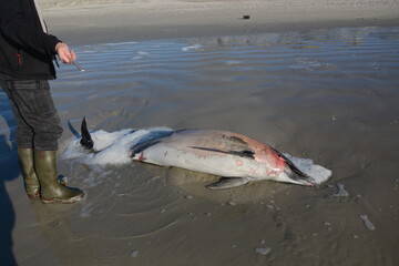 dauphin mort sur la plage