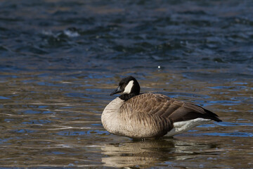 Canada Goose resting beside the still water of a river with faster water flowing in the background. 
