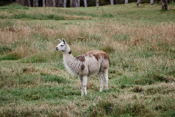 Llamas Alpaca in Andes Mountains, South America