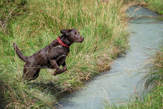 Labrador Chocolate