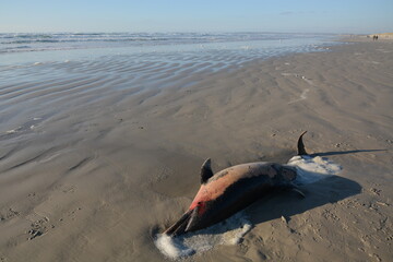 dead dolphin on the beach
