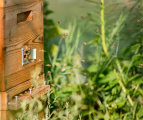 Bees fly into the wooden beehive