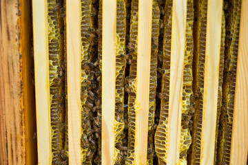 Beehive with frames full of bees closeup