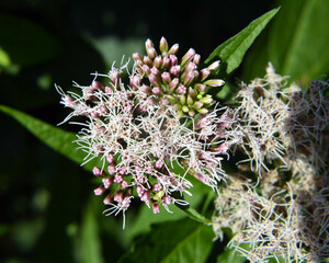 It blooms in nature hemp agrimony (Eupatorium cannabinum)