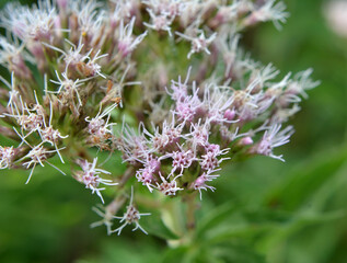 It blooms in nature hemp agrimony (Eupatorium cannabinum)